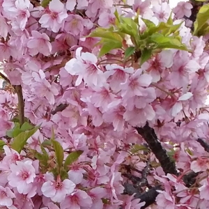 早咲きの桜のアップ