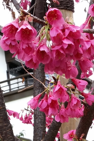 自由が丘の緑道で濃いピンクのお花を咲かせたヒカンザクラのアップ