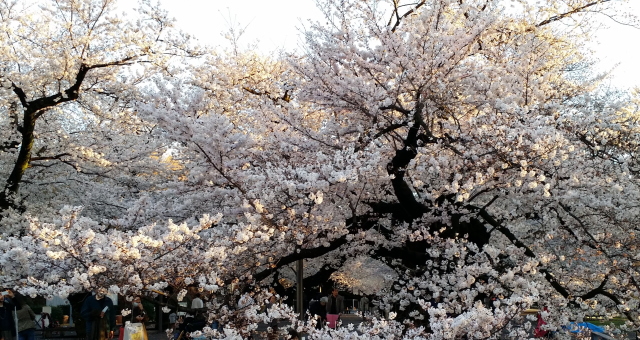 桜の名所、東京工業大学のキャンパスに咲く桜