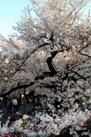 東京工業大学のキャンパスで満開の桜とお花見の人出