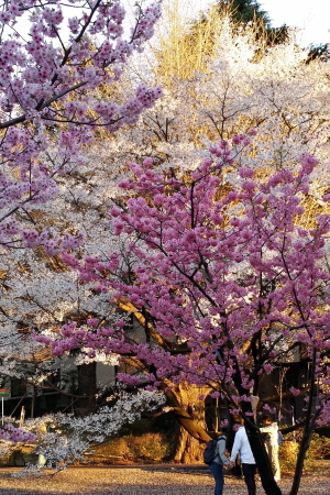 東京工業大学のキャンパスで、満開の桜の木々が重なって美しい風景