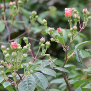 コーネリアのつぼみがふくらんで今にも咲きそうです－東京・自由が丘のフラワーアレンジメント教室｜フラワードロップス