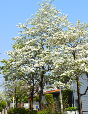 フラワードロップスの近くでたくさんの花をつけた大きなハナミズキ－東京・自由が丘のフラワーアレンジメント教室｜フラワードロップス
