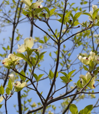 フラワードロップスの近くで白い花を咲かせ始めたハナミズキ－東京・自由が丘のフラワーアレンジメント教室｜フラワードロップス
