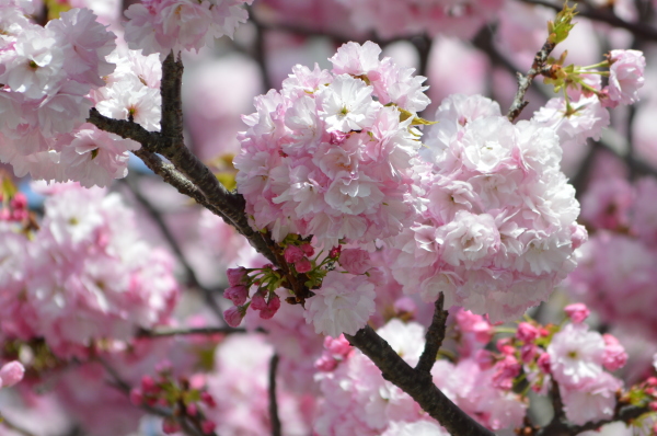 自由が丘の緑道でピンクの花をたわわに咲かせる遅咲きの桜の超クローズアップ－東京・自由が丘のフラワーアレンジメント教室｜フラワードロップス