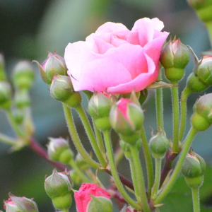 咲き始めのコーネリアの花－東京・自由が丘のフラワーアレンジメント教室｜フラワードロップス