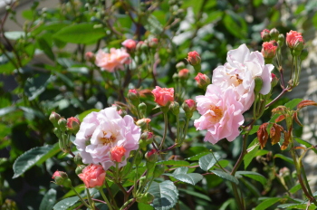 バラのコーネリアが花を咲かせています－東京・自由が丘のフラワーアレンジメント教室｜フラワードロップス