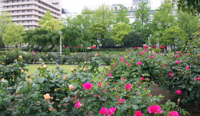 横浜・山下公園のバラ－ホテルニューグランドを背景に－東京・自由が丘のフラワーアレンジメント教室｜フラワードロップス