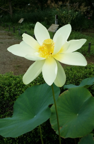 神代植物公園のハスの花２