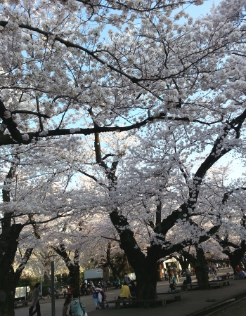 東工大の桜が満開です｜東京・自由が丘のフラワーアレンジメント教室｜フラワードロップス