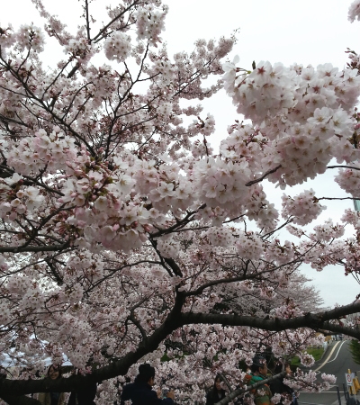 東工大・大岡山キャンパスの桜,大岡山