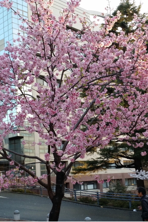 東京工業大学のキャンパスで咲く濃いピンク色の桜