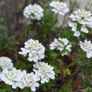 白いイベリスの花が咲きました－東京・自由が丘のフラワーアレンジメント教室｜フラワードロップス