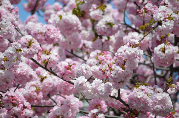 自由が丘の緑道でピンクの花をたわわに咲かせる遅咲きの桜のクローズアップ－東京・自由が丘のフラワーアレンジメント教室｜フラワードロップス