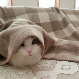 寒い朝、毛布の中で暖かそうなタビーです